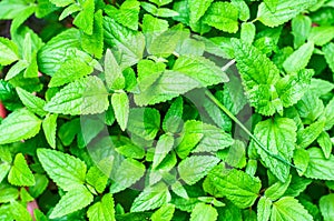 Mint Leaves