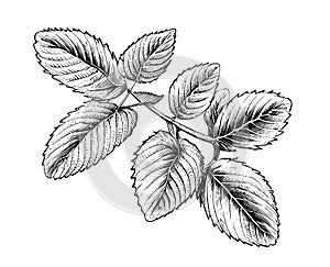 Mint leaves sketch hand drawn engraving style