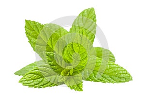 Mint leaves