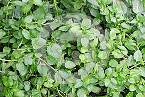 Mint leaves