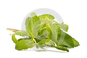 Mint leaves on a white background