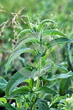 Mint long-leaved Mentha longifolia grows in nature