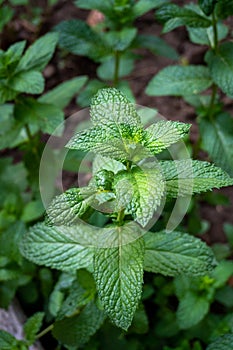 Mint or Mentha plant with refreshing green leaves in an organic garden India. Popular herb with potential health benefits