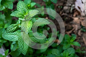 Mint or Mentha plant with refreshing green leaves in an organic garden India. Popular herb with potential health benefits