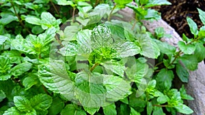 Mint mentha pudina lamiaceae leaves beautiful photo