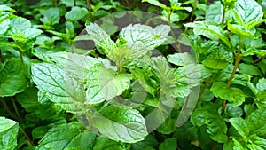 Mint mentha pudina lamiaceae leaves close up