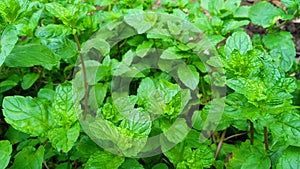 Mint mentha pudina lamiaceae leaves healthy herbs snap