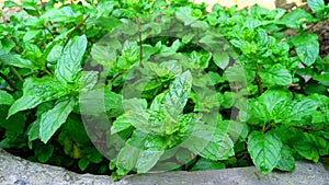 Mint mentha pudina lamiaceae leaves herbs