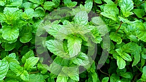 Mint mentha pudina lamiaceae leaves stock photo close up