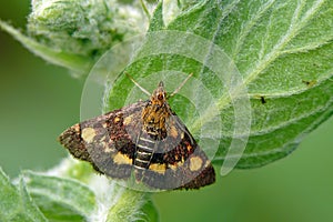 Mint moth