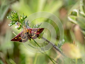 Mint moth aka Pyrausta purpuralis found Devon, UK.