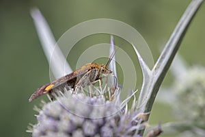 Mint Moth Pyrausta aurata