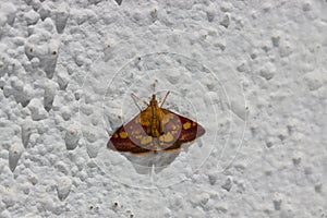 A mint moth Pyrausta aurata of the family Crambidae or Small Purple and Gold photo