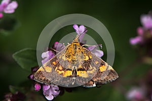 Mint moth & x28;Pyrausta aurata& x29; on marjoram
