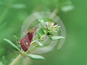 Mint moth (pyrausta aurata) on thyme plant
