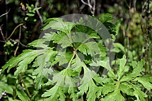 Mint, in orange, Mentha x piperita