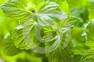 Mint plant