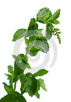 Mint Plant