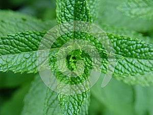 Mint plant photo