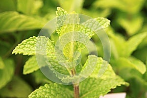 Mint plant