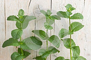 Mint plant