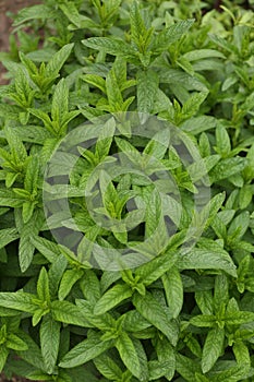 Mint plant background