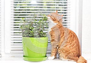 Mint plant and cat,