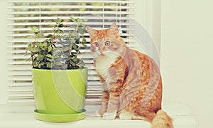 Mint plant and cat