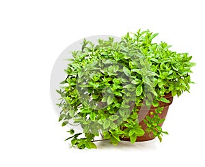 Mint plant in clay pot isolated on white