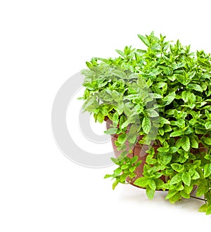 Mint plant in clay pot isolated on white