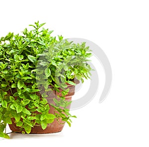 Mint plant in clay pot isolated on white