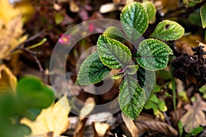 Mint plant with deep green leaves, growing between autumn leaves