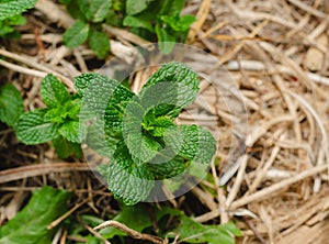 Mint plant detail photo