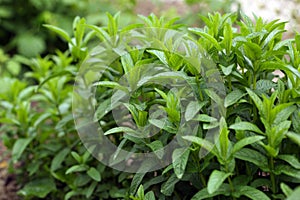 Mint plant photo