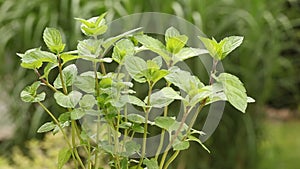 Mint plant in the garden