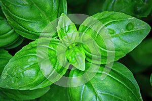 Green Basil Plant