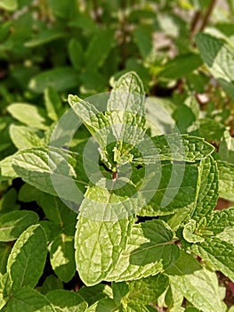 Mint Plant Green Leaves Fresh kingdom Plantar genus mentha family lamiaceae portrait photography photoshoot photo image