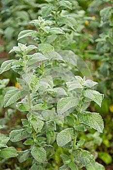 Mint plant growing in the garden