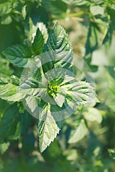 Mint plant growing in the garden.