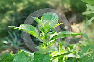 Mint plant growing in the garden.