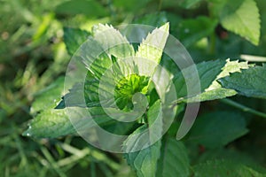 Mint plant growing in the garden.