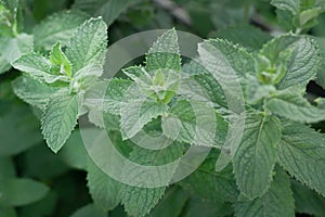 mint plant growing in the garden . peppermint.