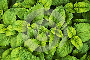 Mint plant growth in a garden.Green leave of mint as background