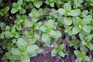 Mint plant