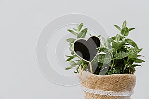 Mint plant herbs in burlap pot