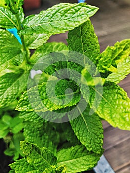Mint house plant