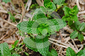 Mint plant with leaves photo