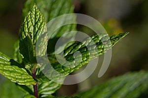 Mint plant (Mentha) leaves close-up