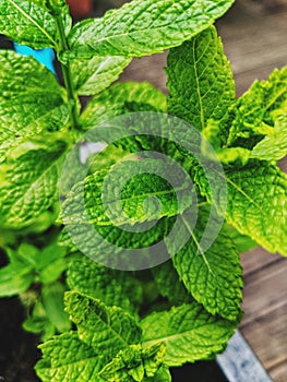 Mint herb  plant