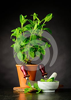 Mint Plant with Pestle and Mortar Growing in Pot